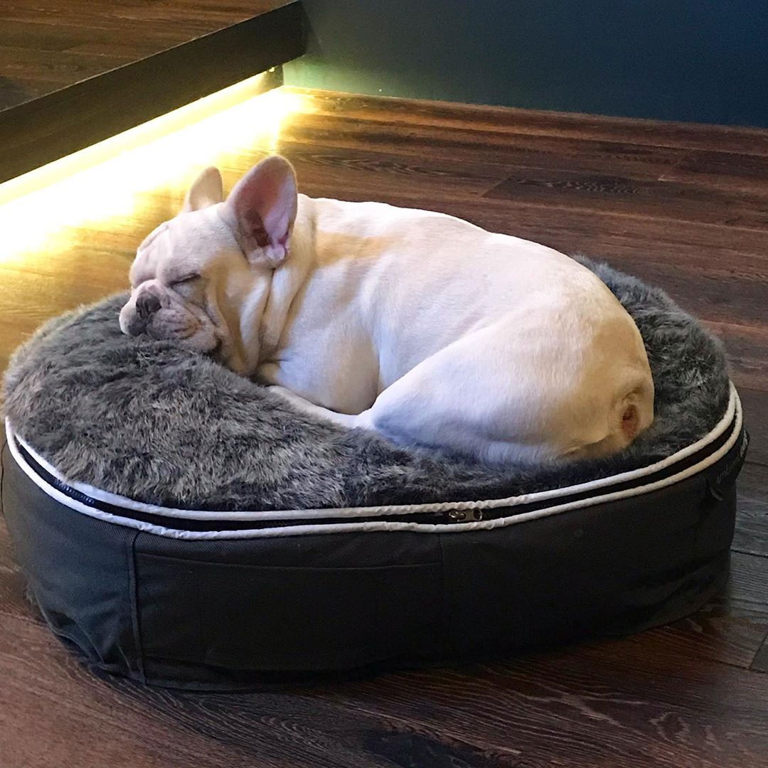 Pet Lounge Dog Beds 07