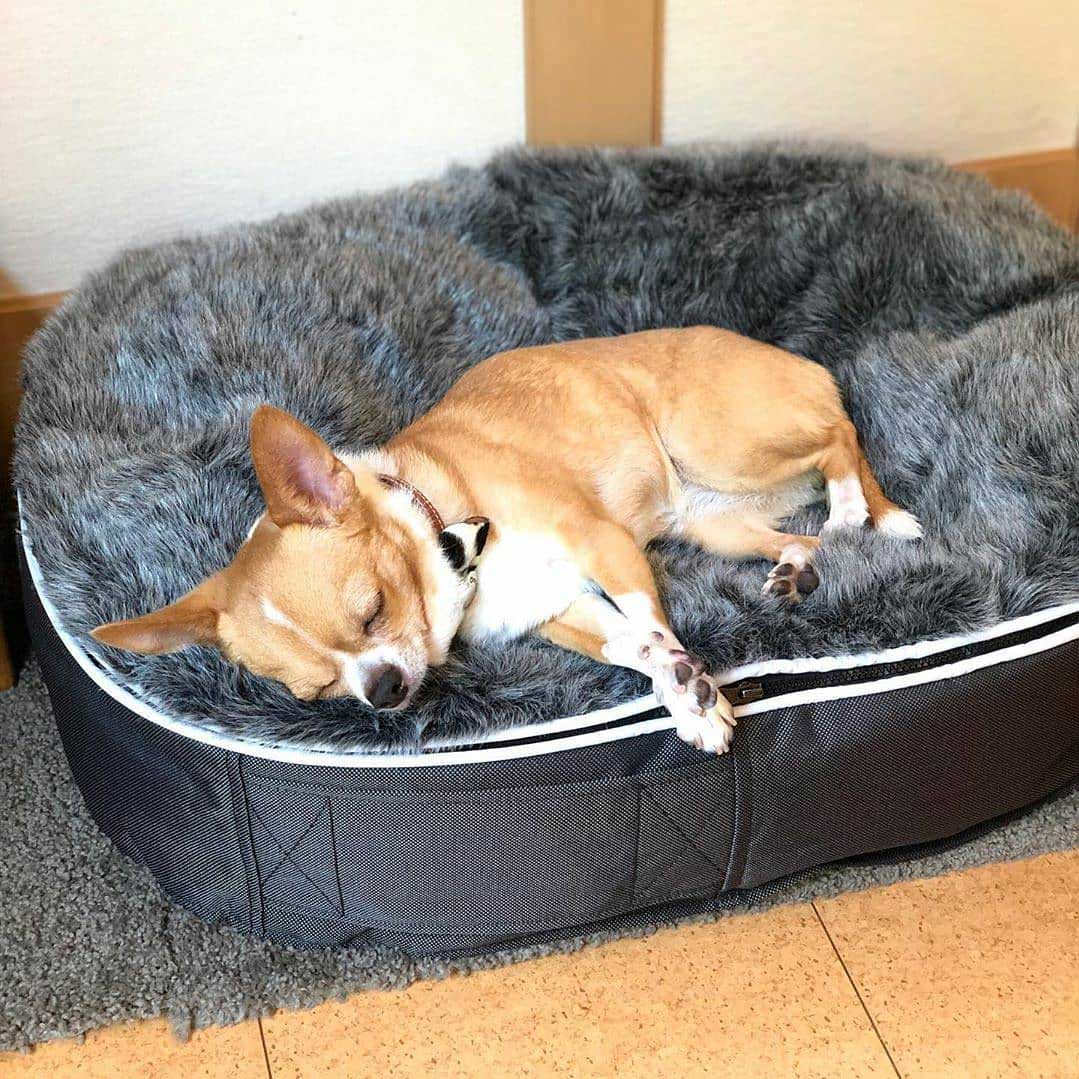 Pet Lounge Dog Beds 11