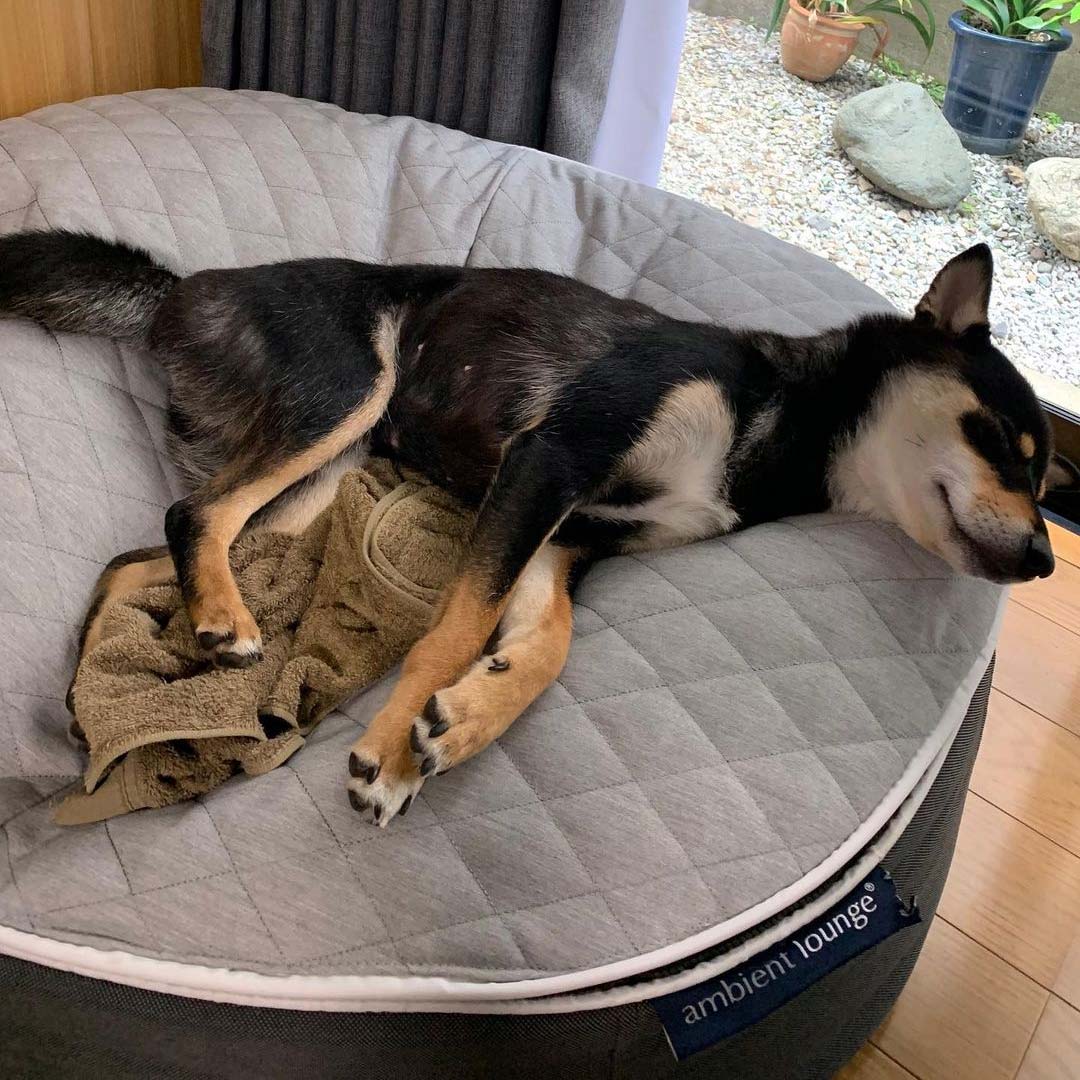 Pet Lounge Dog Beds 13