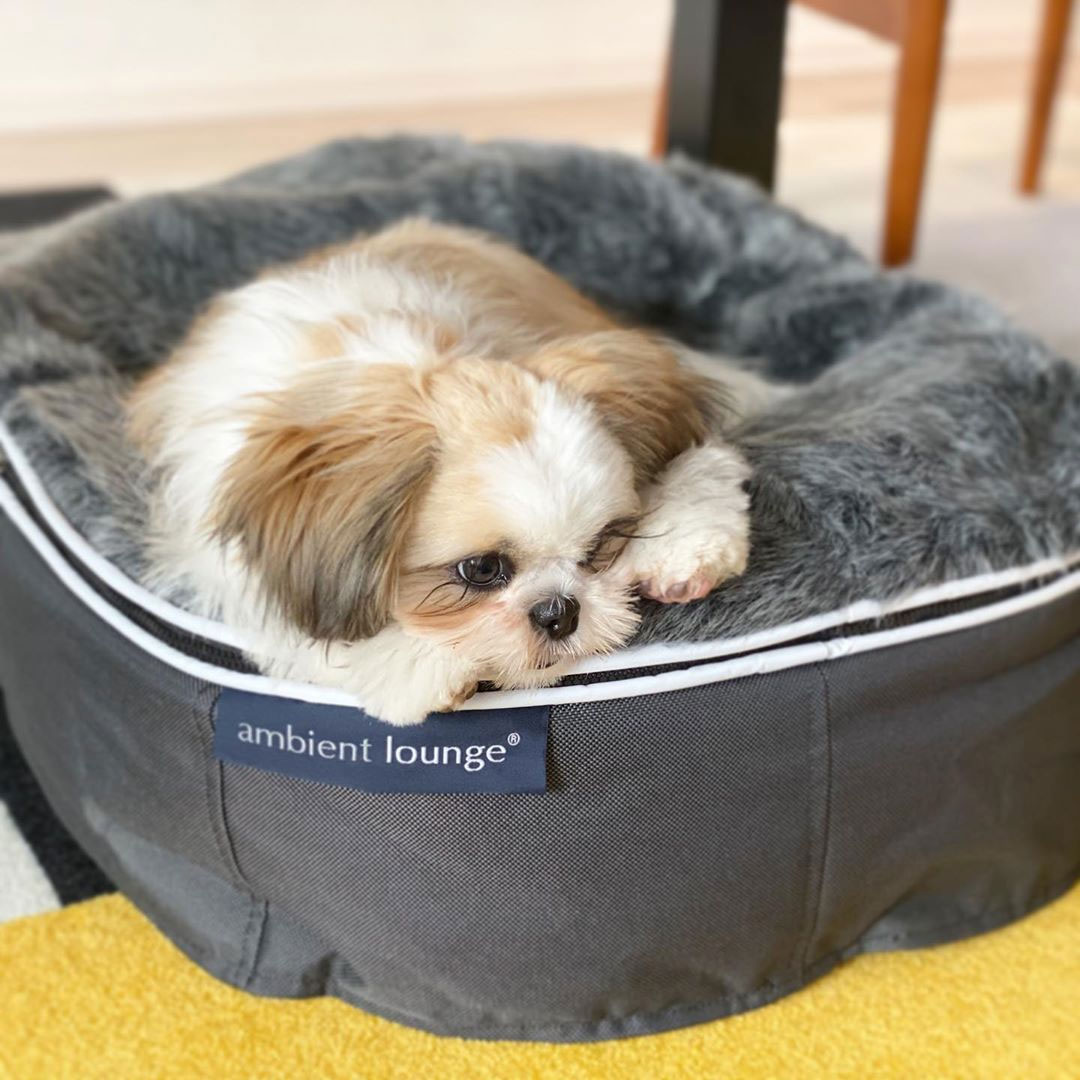 Pet Lounge Dog Beds 16