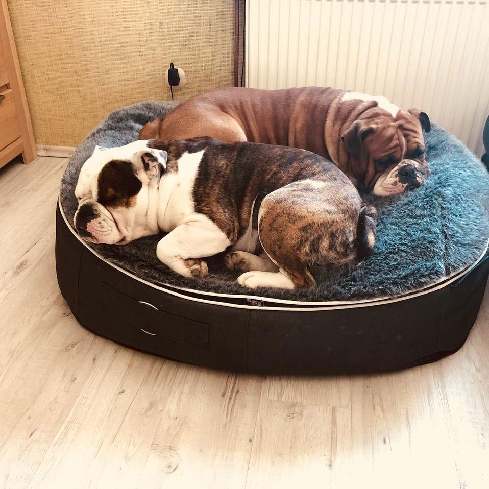 Pet Lounge Dog Beds 20