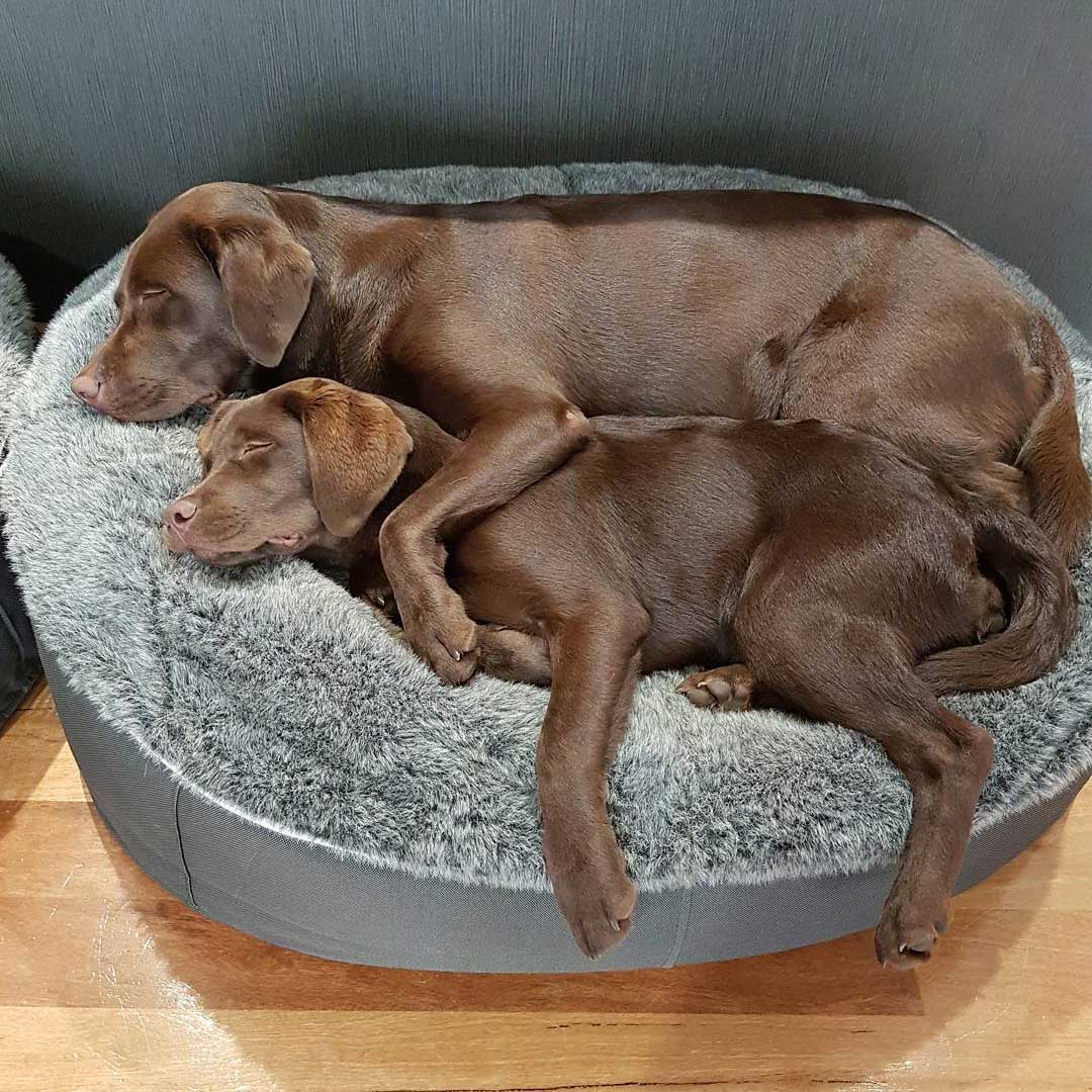 Pet Lounge Dog Beds 22
