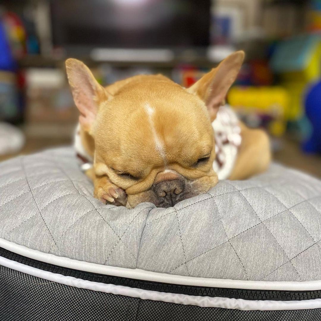 Pet Lounge Dog Beds 23