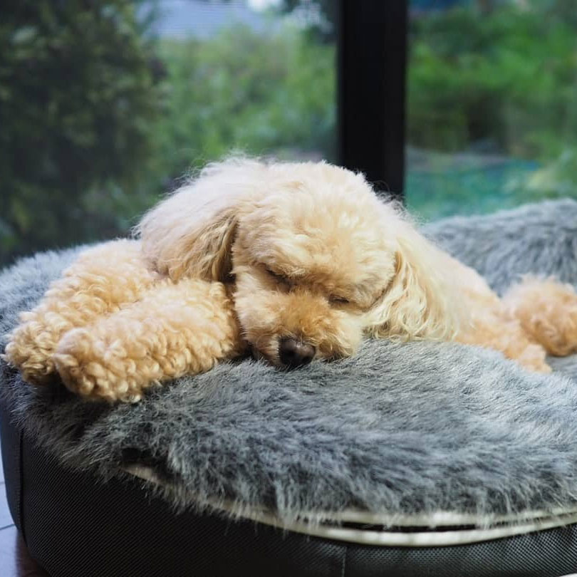 Pet Lounge Dog Beds 24