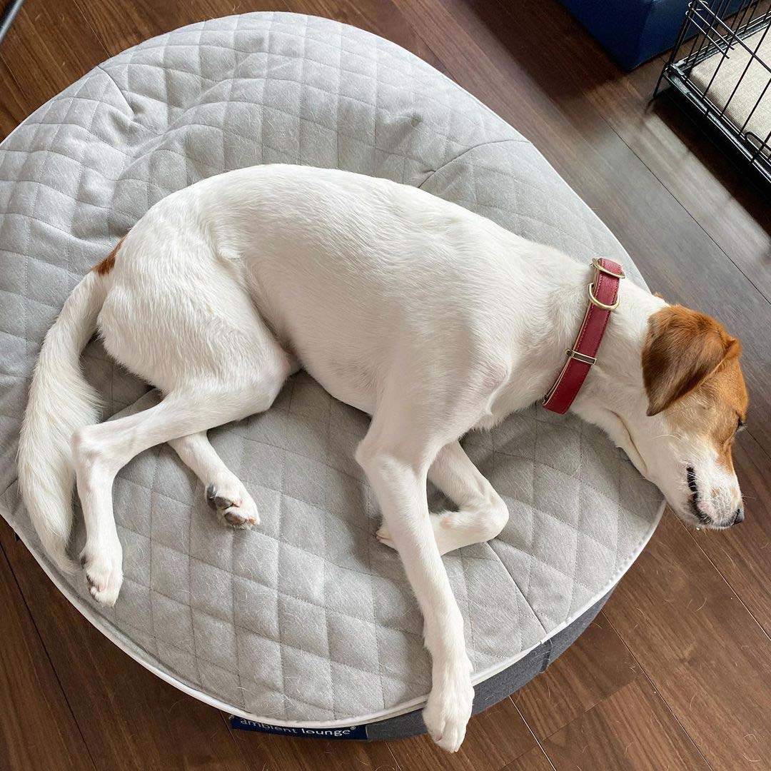 Pet Lounge Dog Beds 25