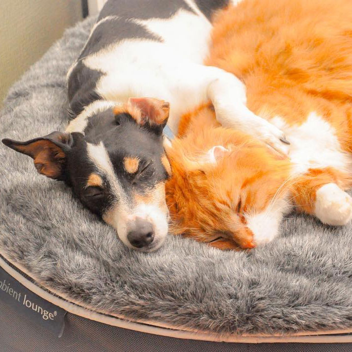 Pet Lounge Dog Beds 26