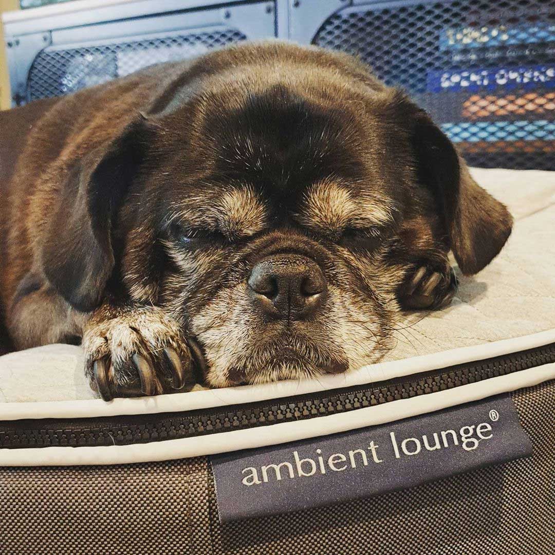 Pet Lounge Dog Beds 27