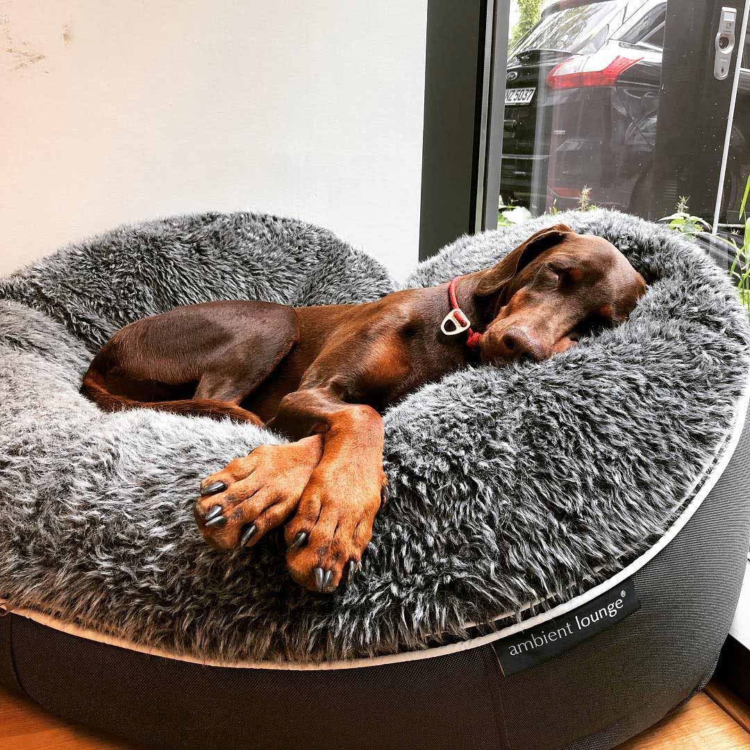 Pet Lounge Dog Beds 28