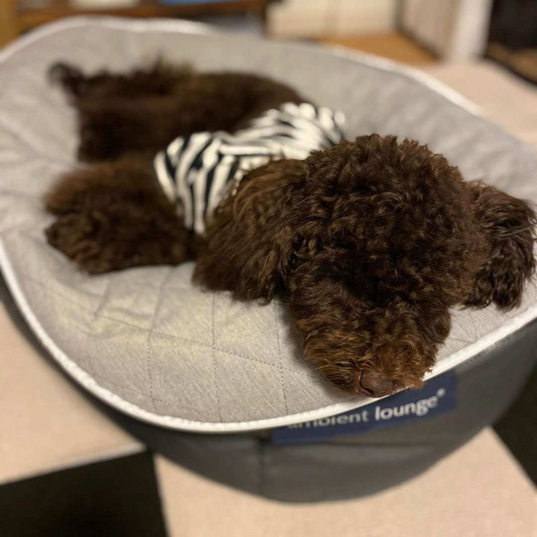 Pet Lounge Dog Beds 29