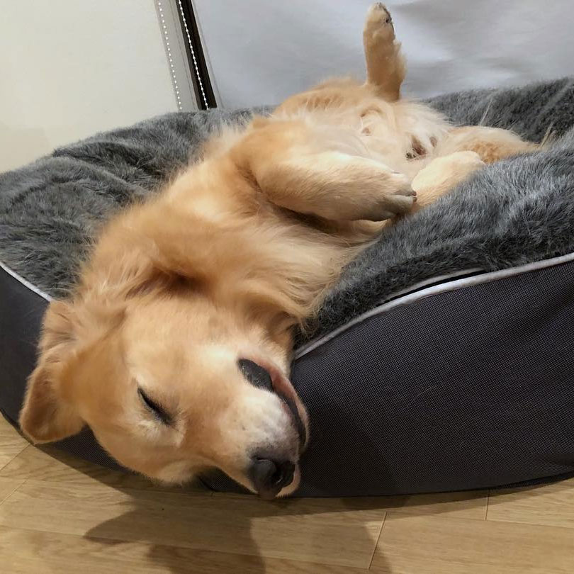 Pet Lounge Dog Beds 32
