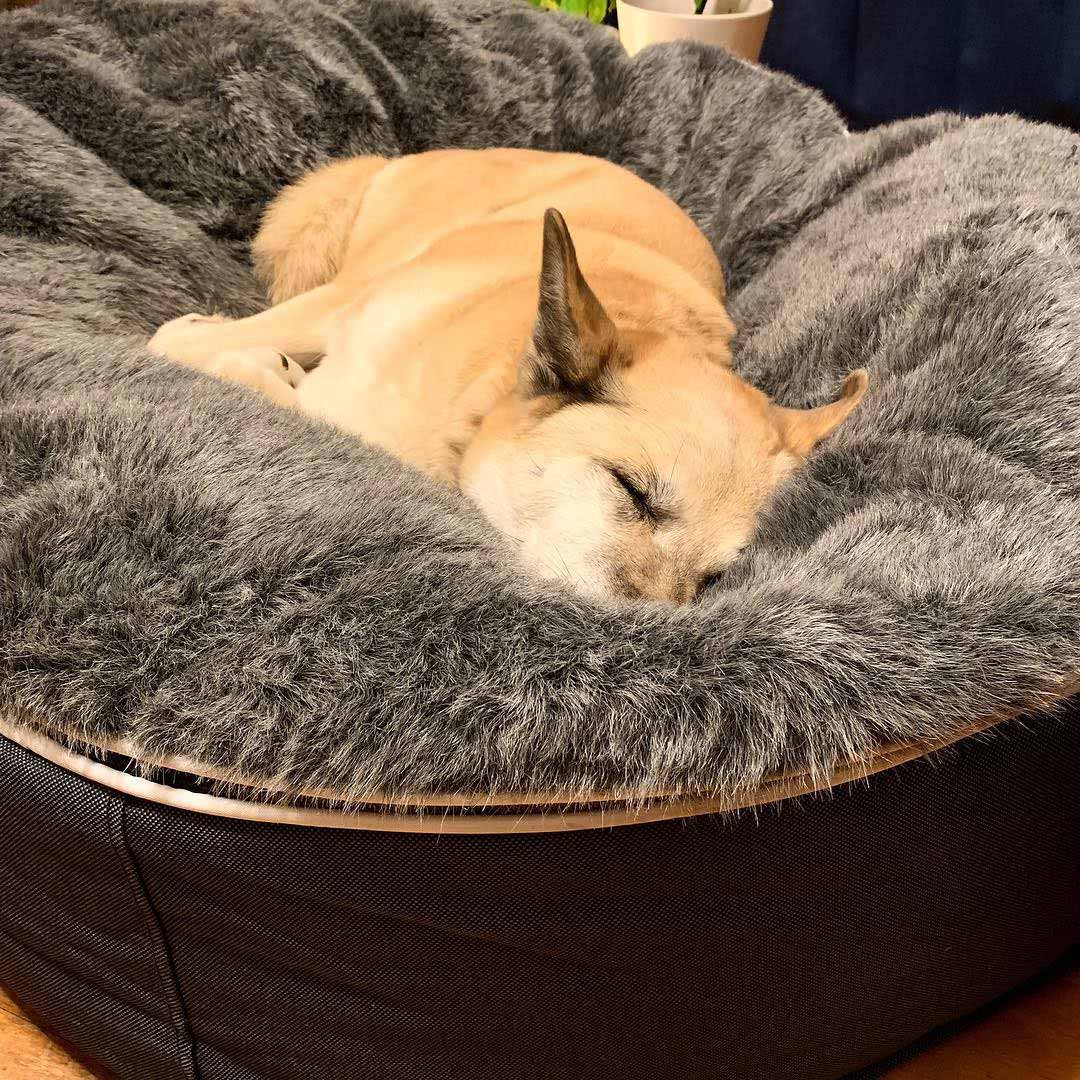 Pet Lounge Dog Beds 34