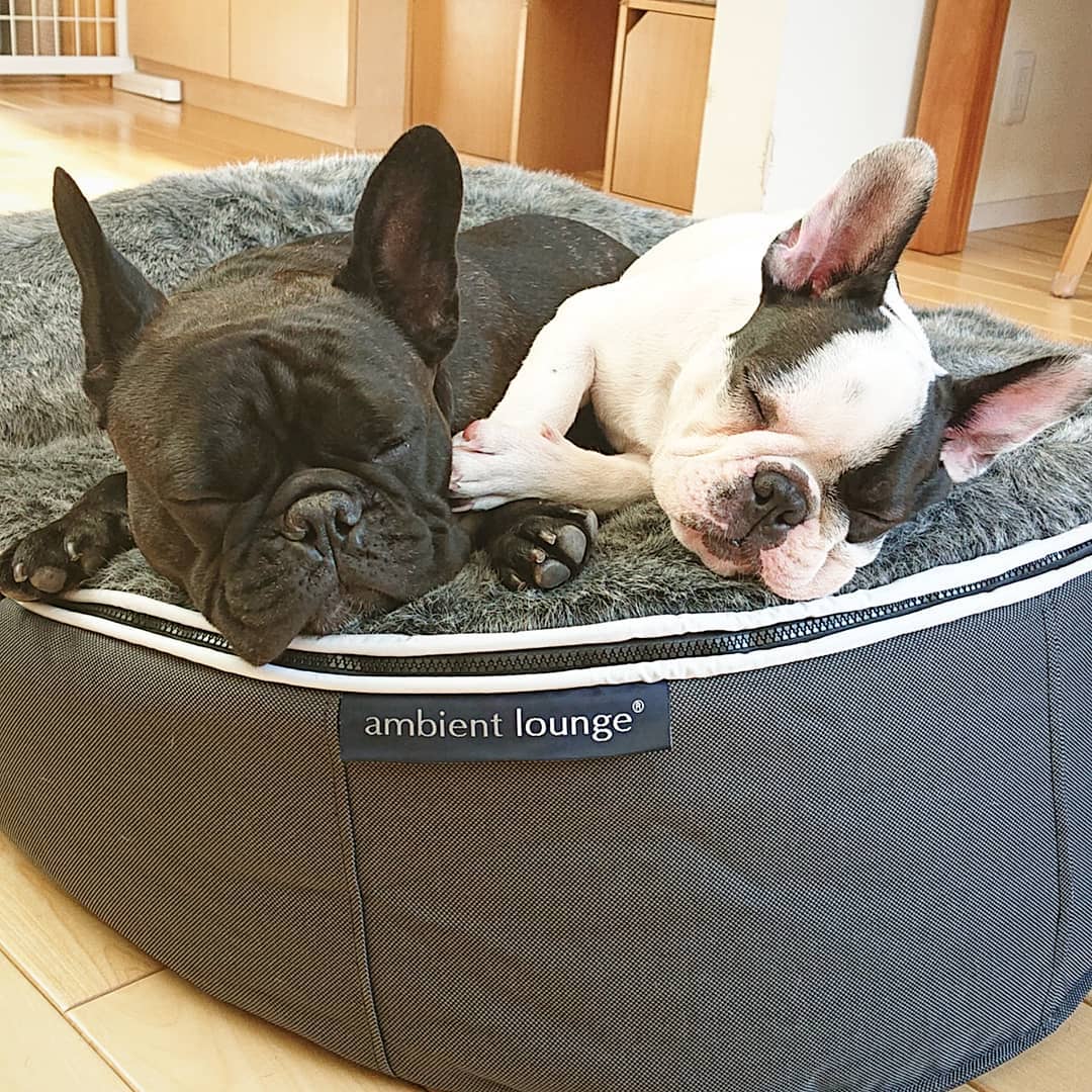 Pet Lounge Dog Beds 36