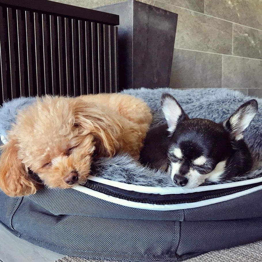 Pet Lounge Dog Beds 42