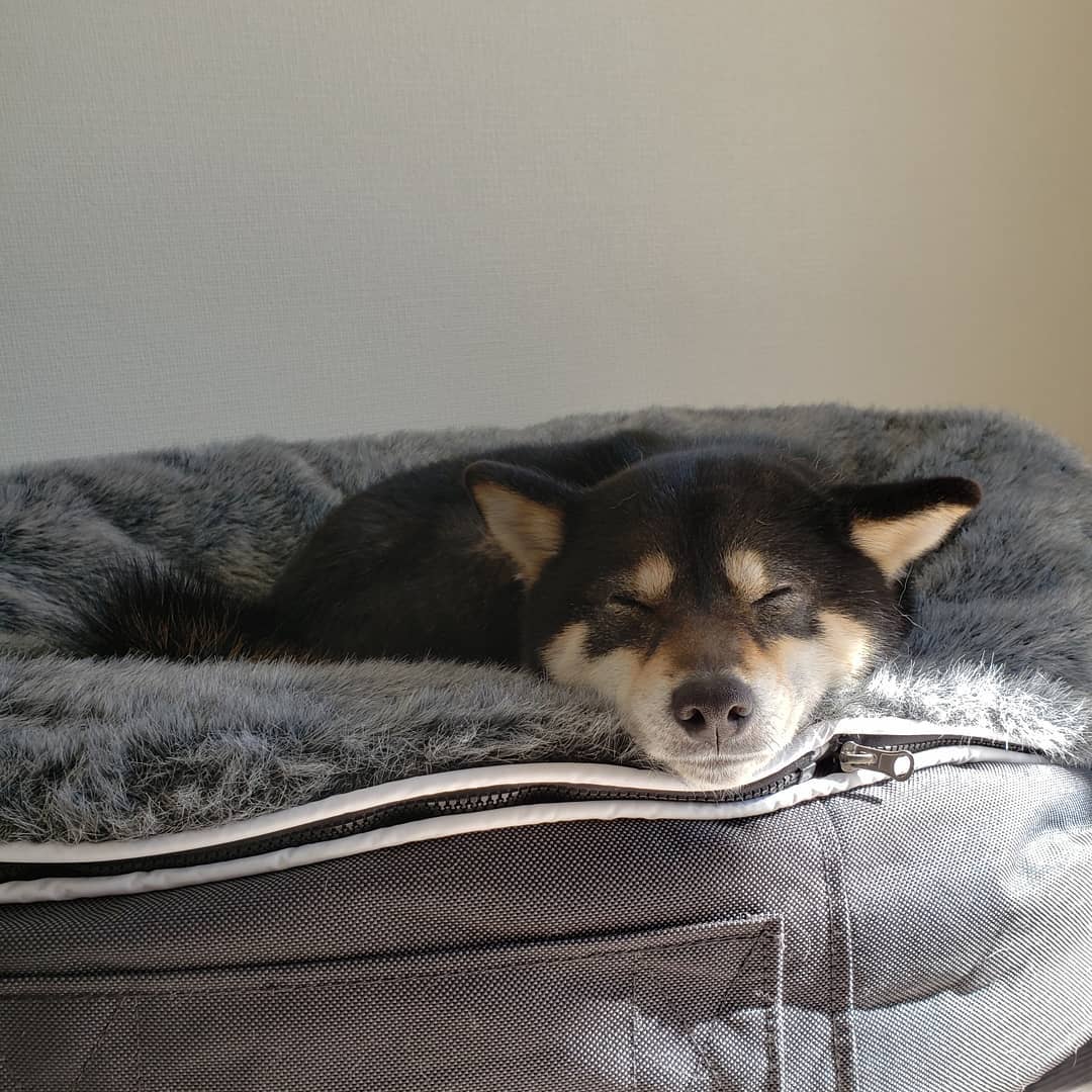Pet Lounge Dog Beds 46