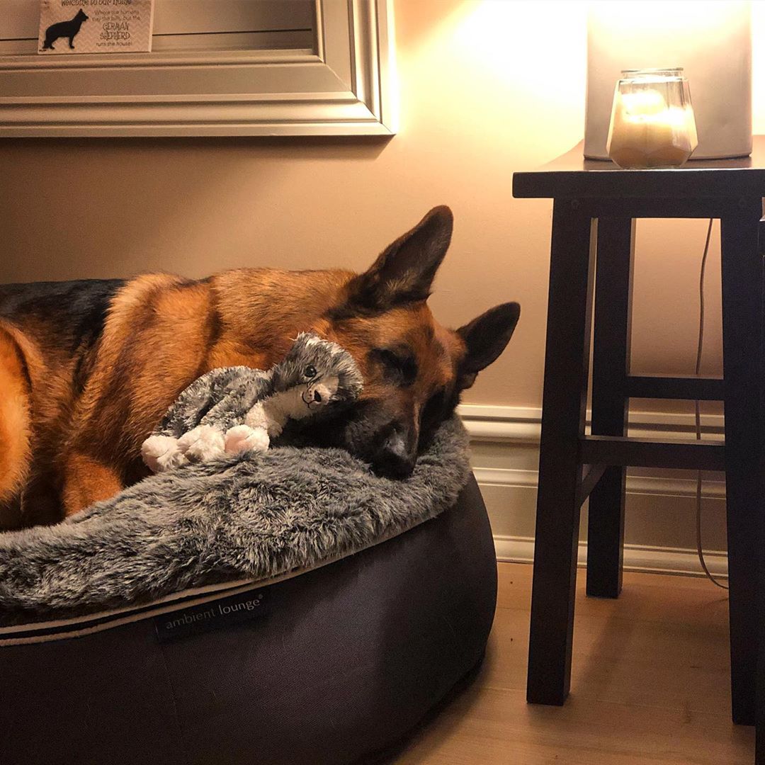 Pet Lounge Dog Beds 48