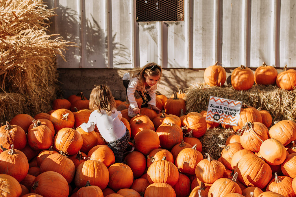 The Historic Monastery UPick Pumpkin Patch McFarland Family Farms