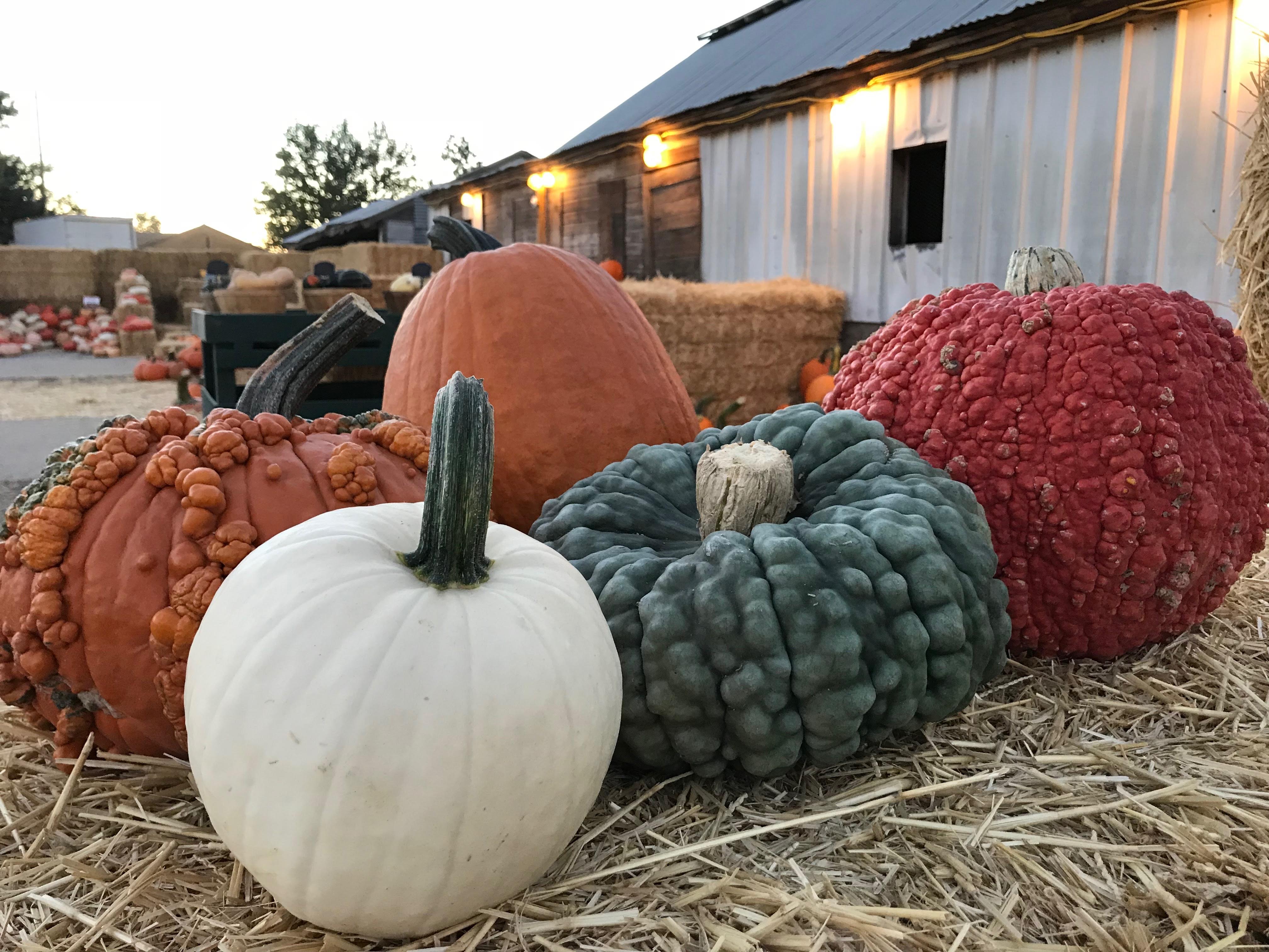 The Historic Monastery UPick Pumpkin Patch McFarland Family Farms