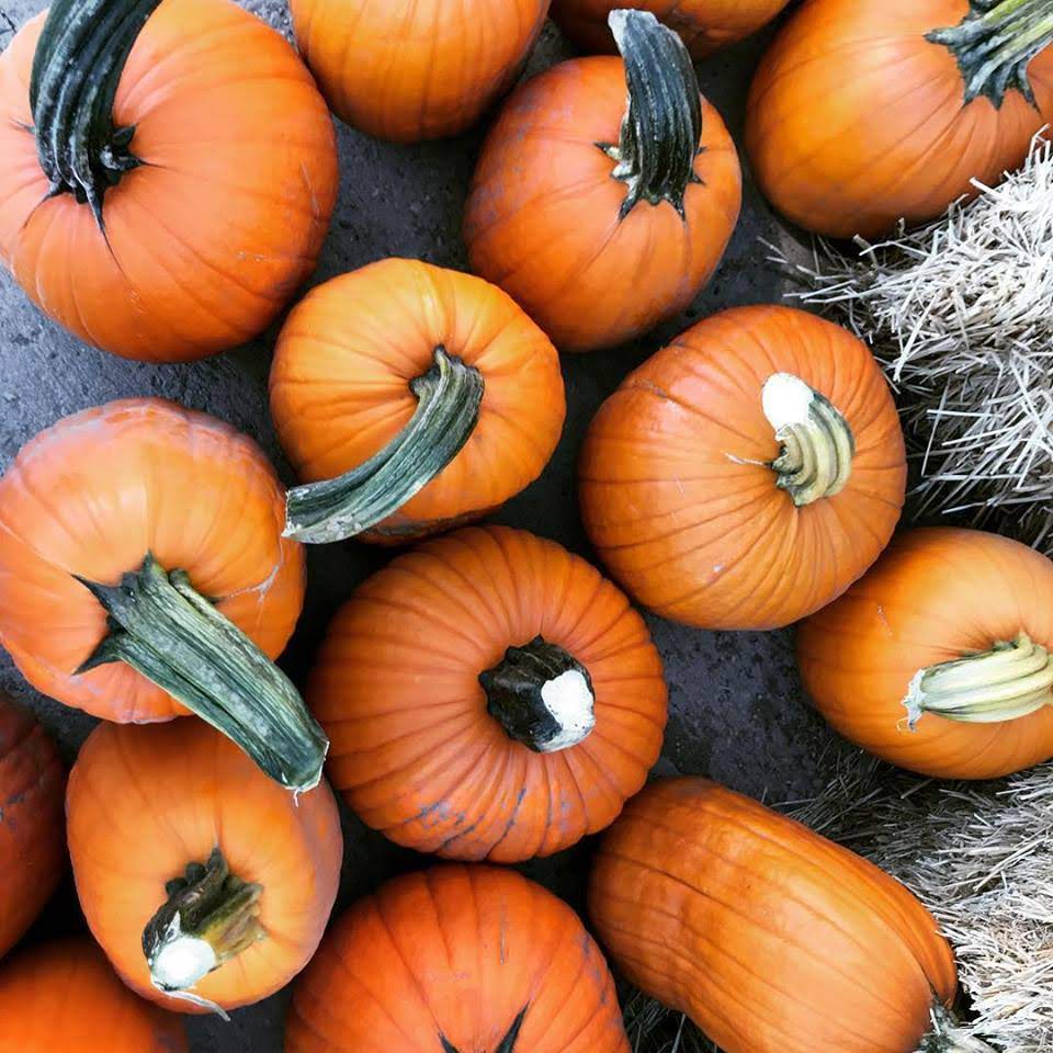 The Historic Monastery UPick Pumpkin Patch McFarland Family Farms